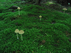 苔の上