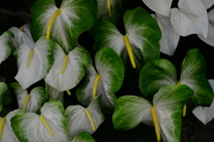 Anthurium