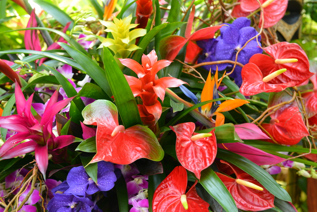 熱帯の花々