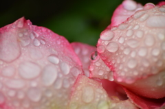 薔薇の雫　ピンク