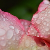 薔薇の雫　ピンク