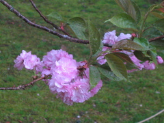 八重桜