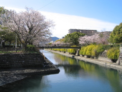 桜と黄梅