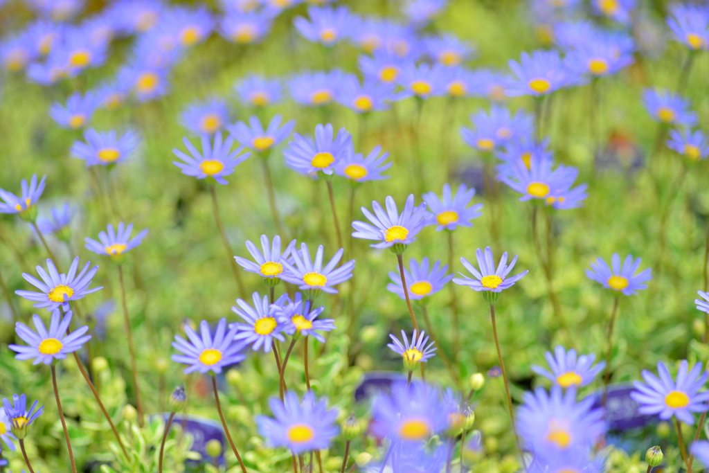 薄紫の花