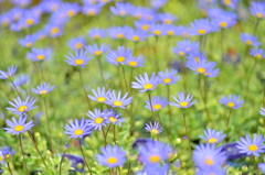 薄紫の花