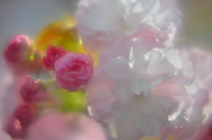 牡丹桜