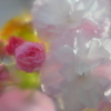 牡丹桜