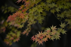 和色の秋