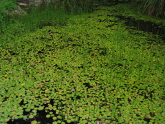 池