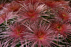 菊