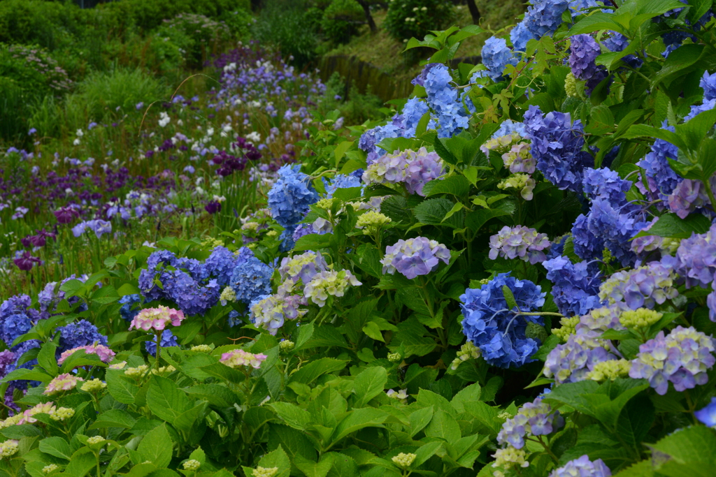 紫陽花と花菖蒲