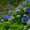 紫陽花と花菖蒲