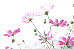 秋桜