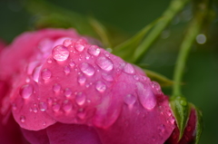 薔薇の雫　赤
