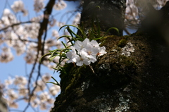 サクラ