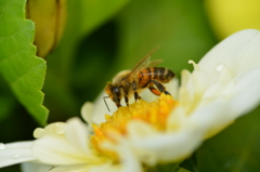蜂