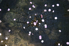 花びら