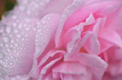 薔薇の雫　ピンク