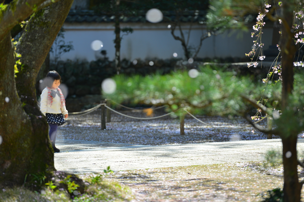 花びらと少女