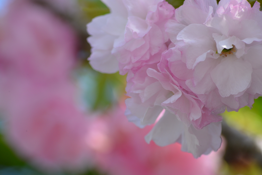 八重桜　小枝