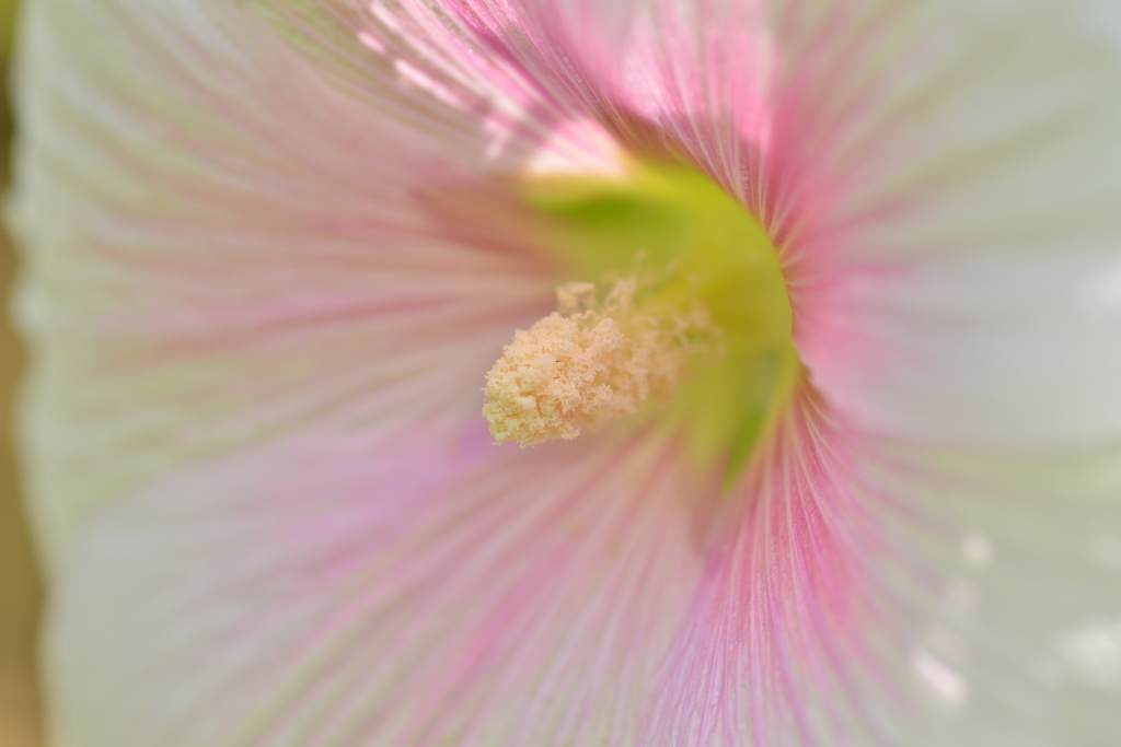 Althaea rosea
