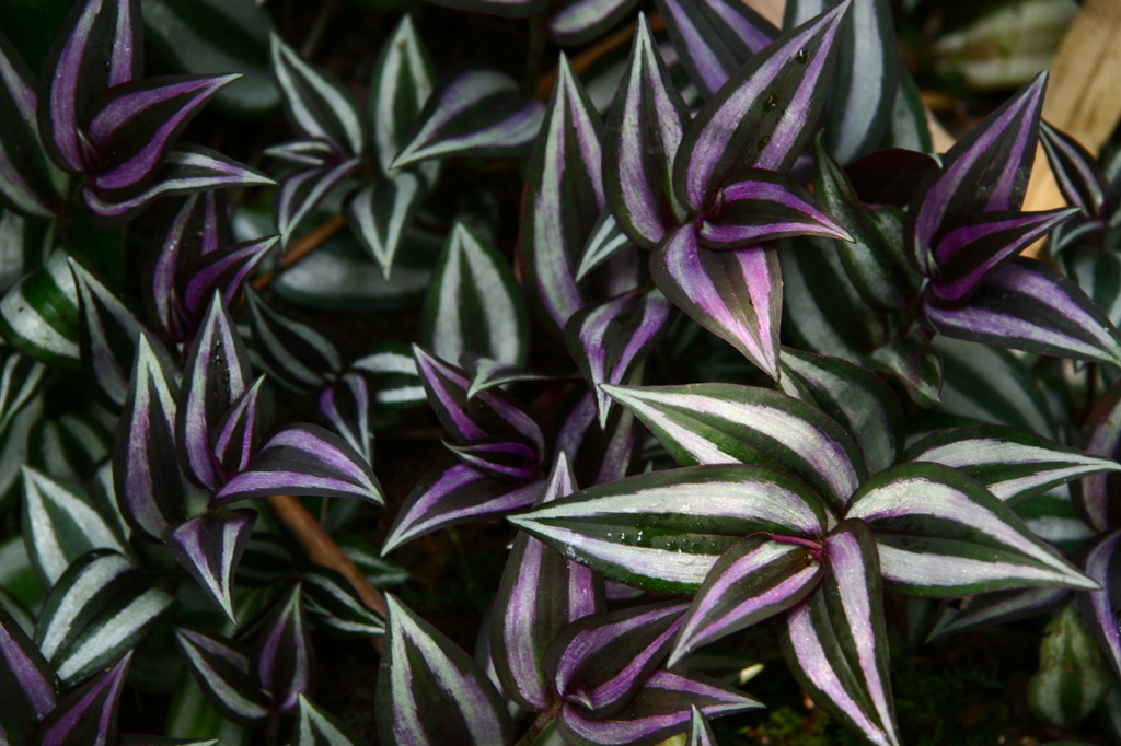 green&purple