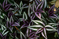 green&purple
