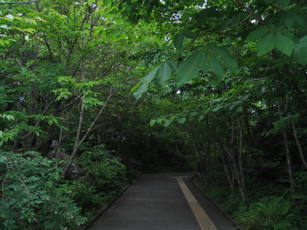 緑の通路