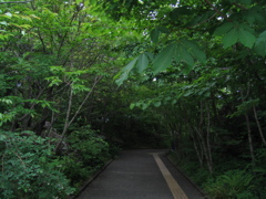 緑の通路
