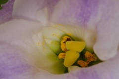 薄紫の花