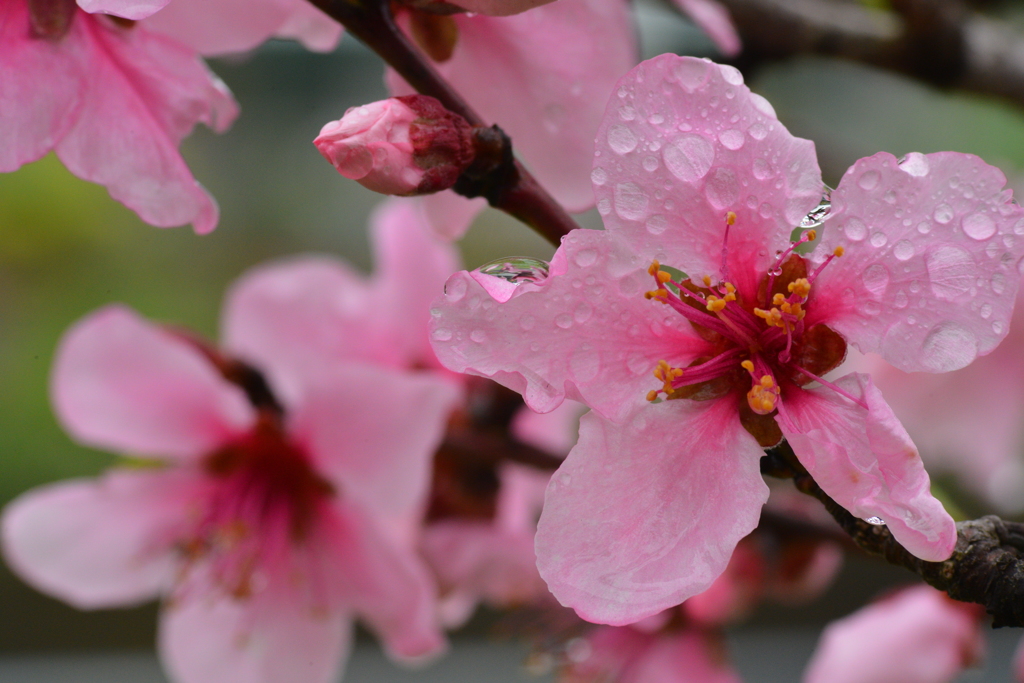 桜　雨の日