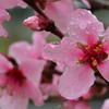桜　雨の日