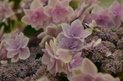 紫陽花