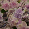 紫陽花