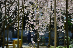お参り帰り