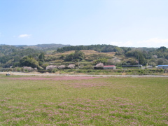 蓮華ある風景
