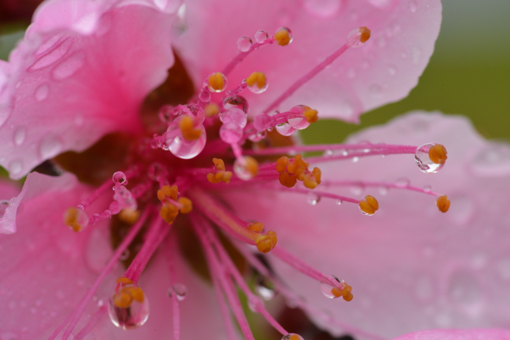 桜　雫