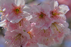 緋寒桜