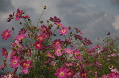 秋桜