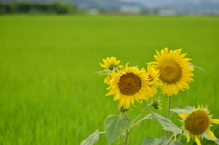 ひまわり家族