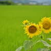 ひまわり家族