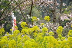 気の早い鯉のぼり