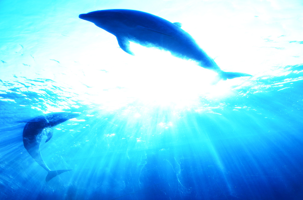 Dolphin