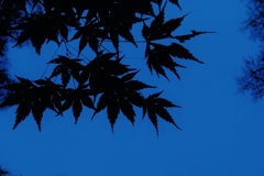 夜紅葉