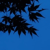 夜紅葉
