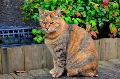 Cats