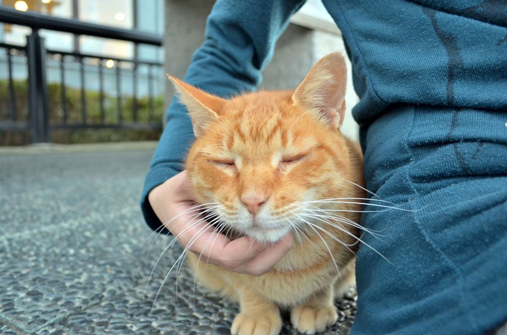 江ノ島猫