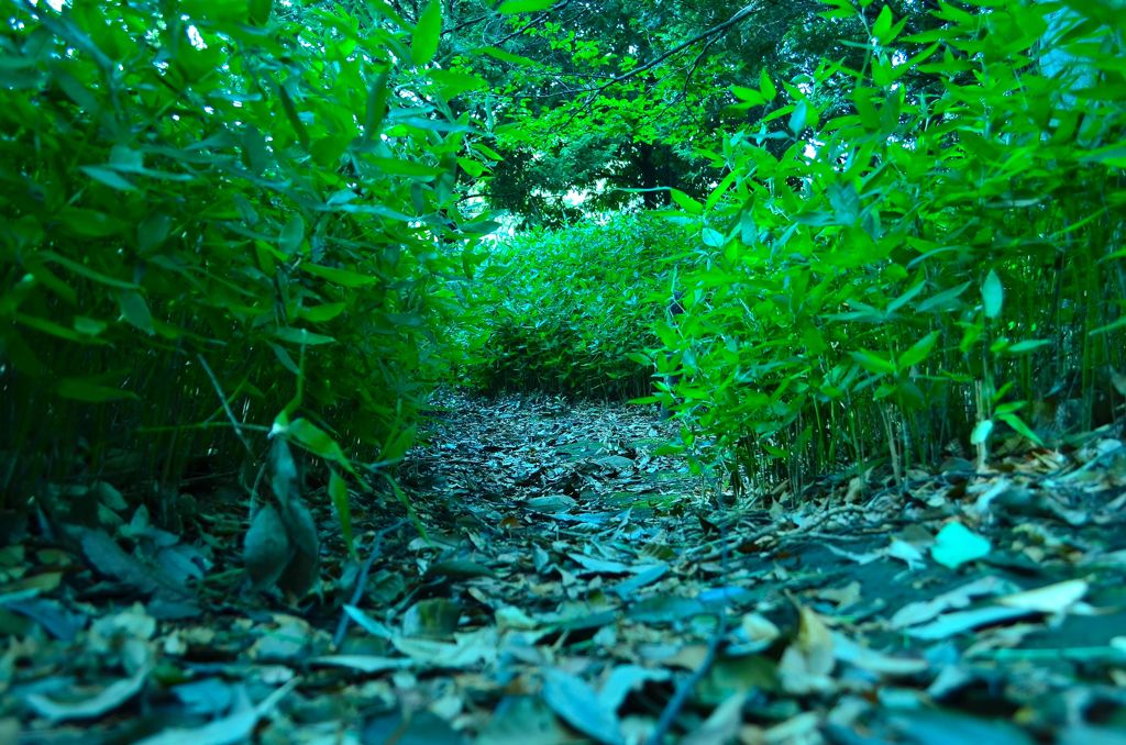 小さな散歩道