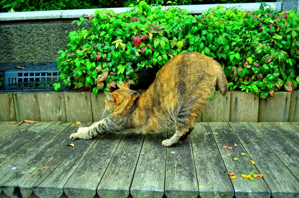 伸びー