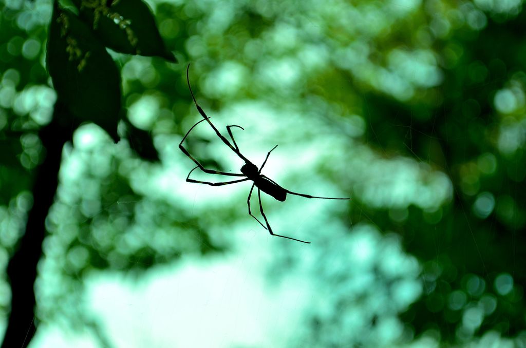 Spider